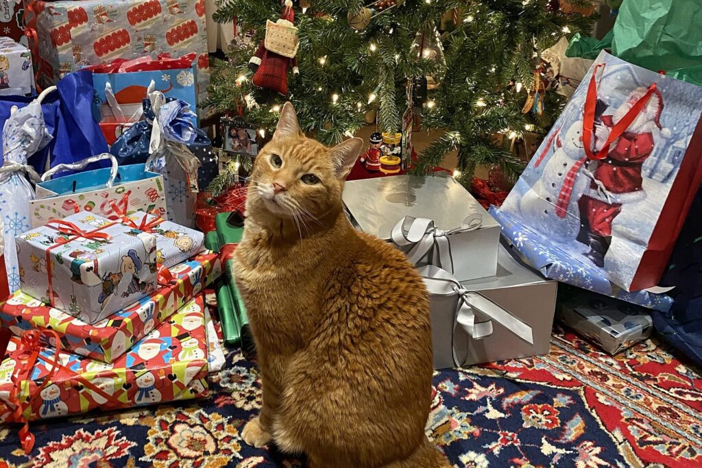 Katze sitzt unter dem Weihnachtsbaum zwischen Geschenken