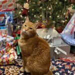 Katze sitzt unter dem Weihnachtsbaum zwischen Geschenken