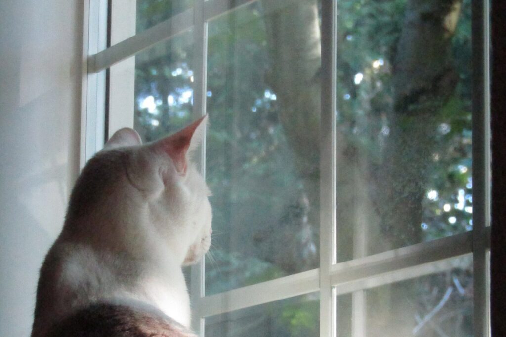 Katze schaut aus dem Fenster