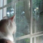 Katze schaut aus dem Fenster